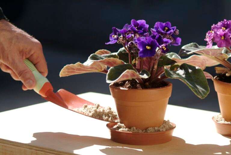 areia em vasos para combater a epidemia de dengue