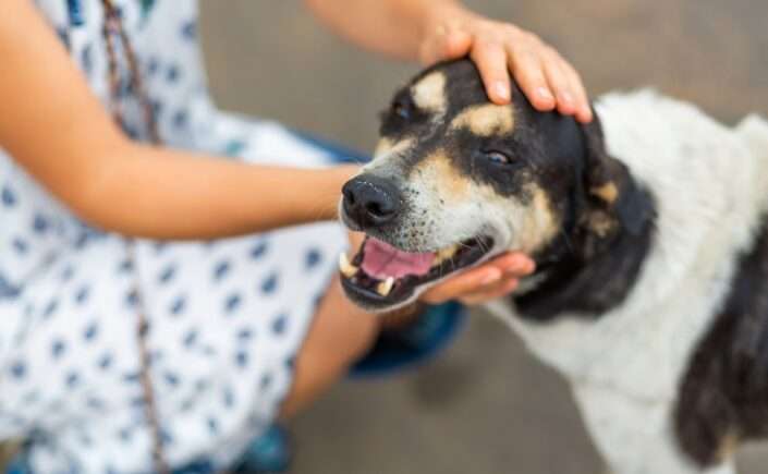 Pensando-em-adotar-um-pet-Veja-os-cuidados-necessarios-na-adocao-de-animais-de-estimacao-2